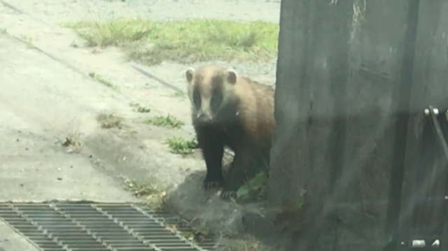 未確認生物の正体とは 19 06 14更新 鹿児島市城西 永吉 原良 小野 伊敷の賃貸はピタットハウス鹿児島城西店 株式会社新聖都市開発 にお任せ下さい